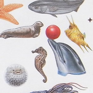 画像3: ドイツ　海の生き物シール